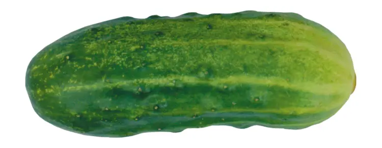 Fresh Green Cucumber