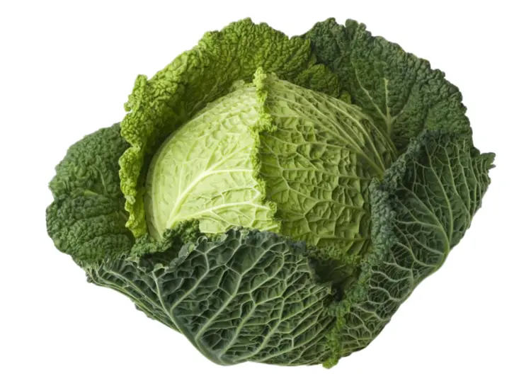 Green Leafy Cabbage