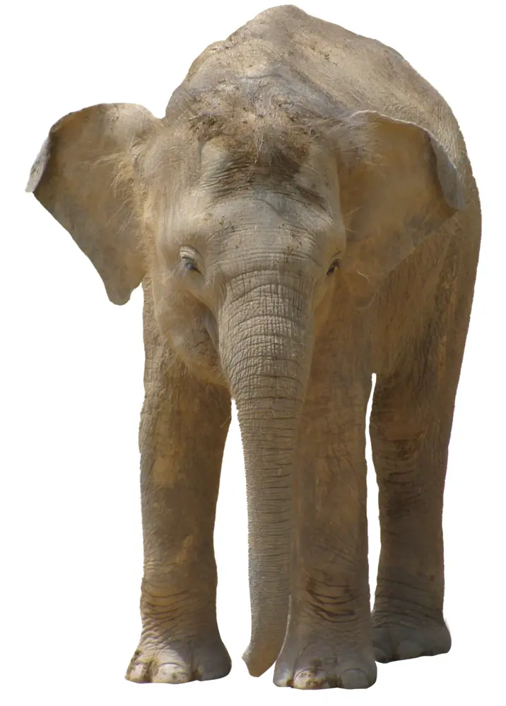 Large Elephant in Natural Habitat
