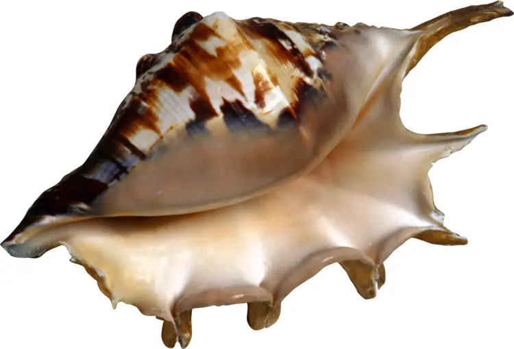 Unique Conch Seashell