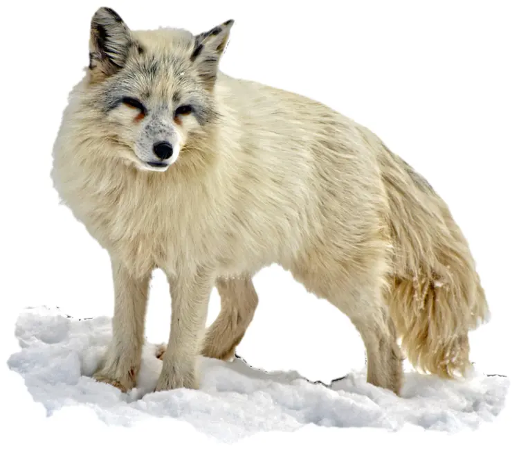 Arctic Fox in Snow
