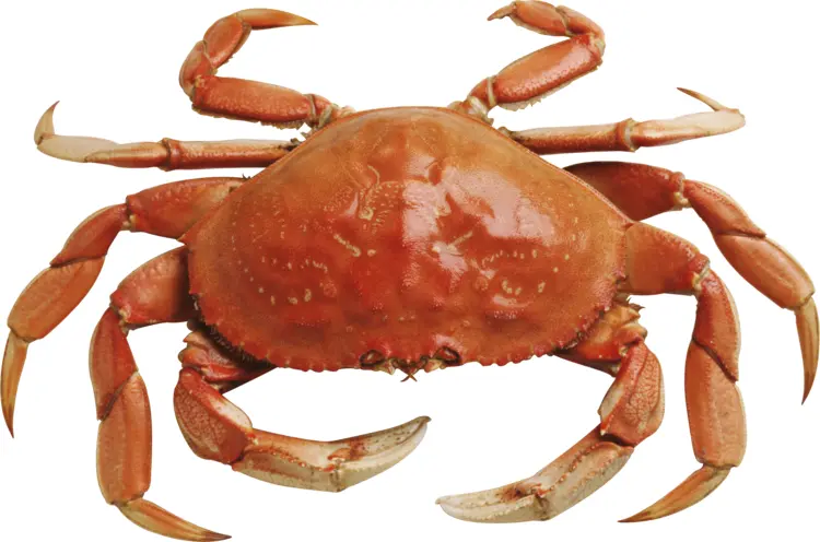 Red Crab in Marine Life