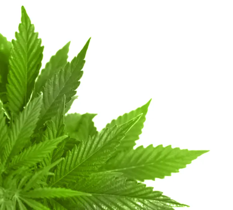 Cannabis Leaves in Nature