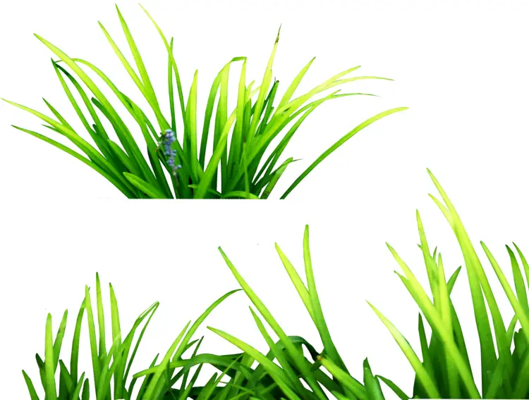 Green Grass in Nature