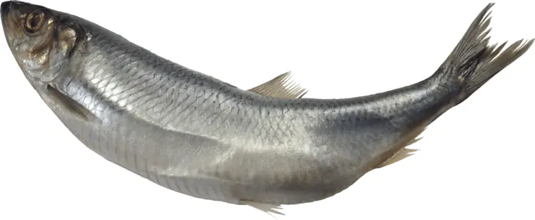 Silver Fish in the Sea