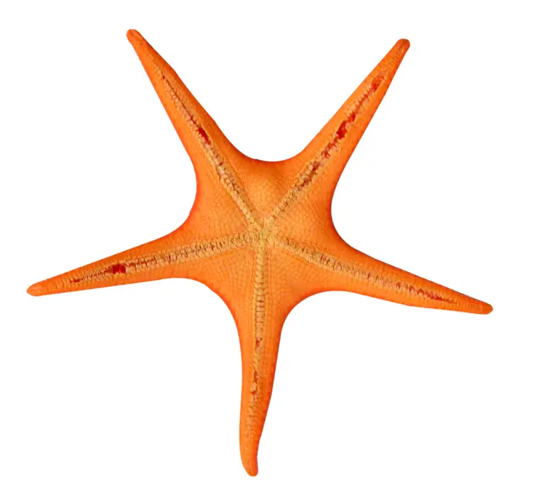 Orange Starfish