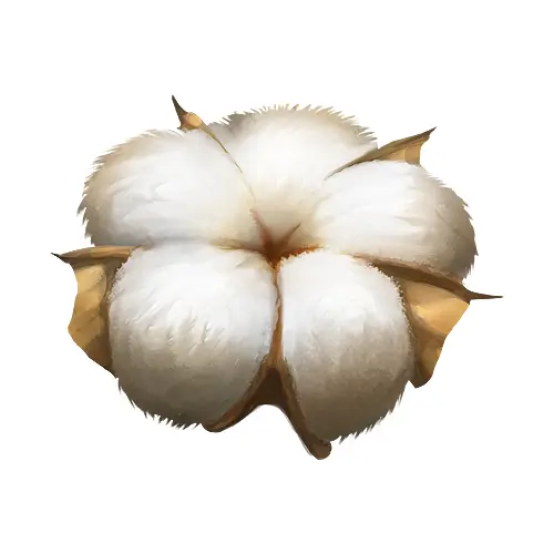 White Cotton Boll