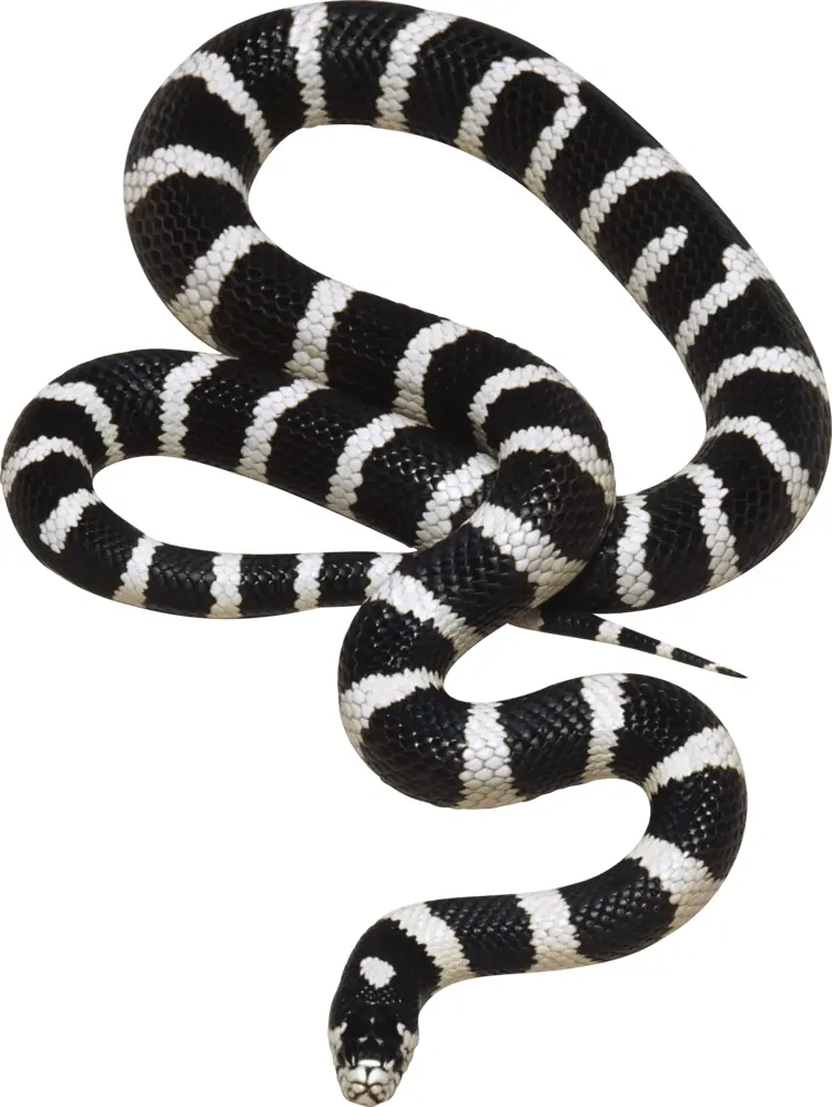 Black and White Striped Snake