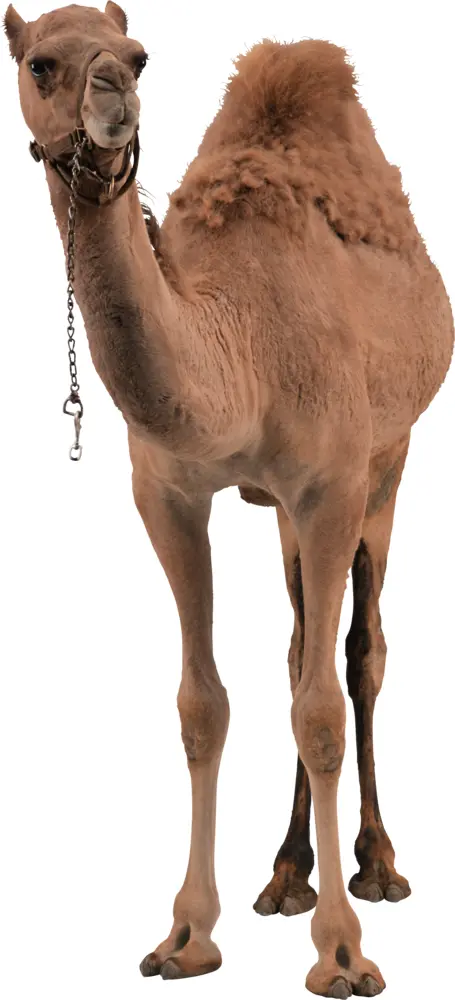 Standing Camel in Desert