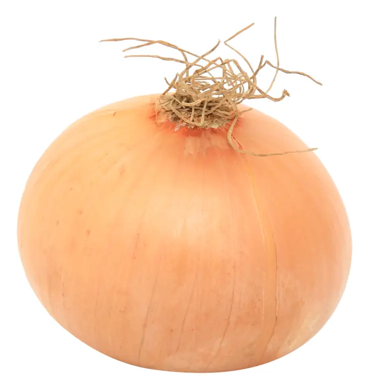 Fresh Round Onion Bulb