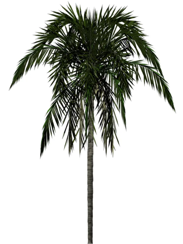 Tall Tropical Palm Tree
