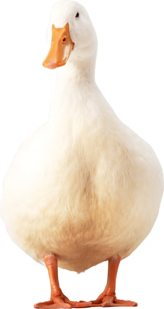 Plump White Duck