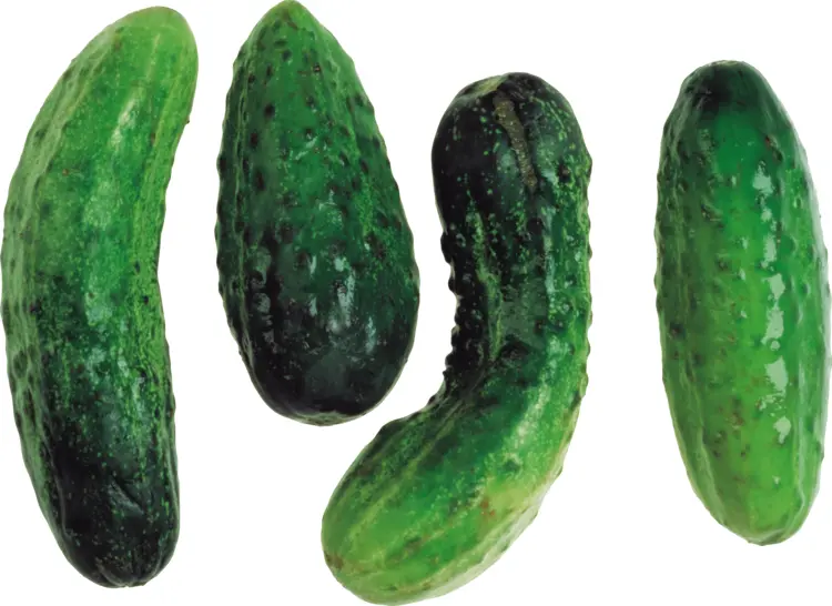 Curved Fresh Cucumber