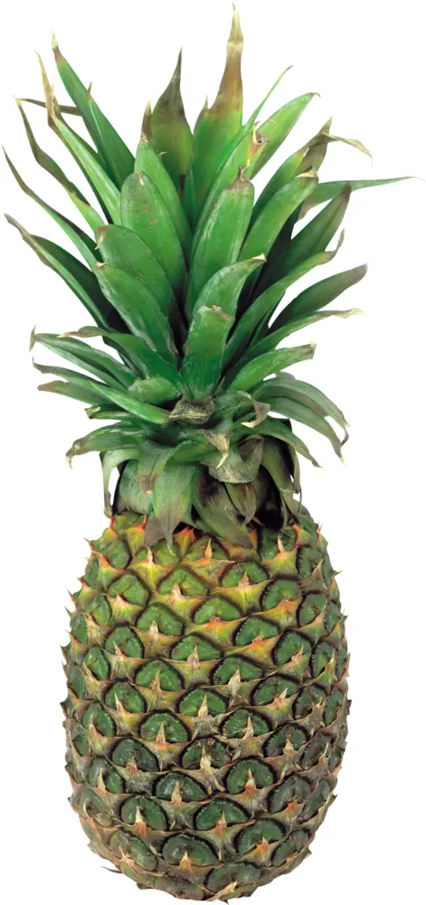 Tropical Pineapple with Green Leaves