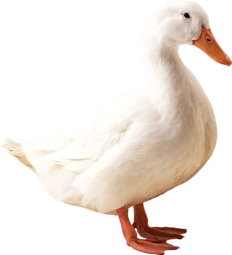 White Duck with Orange Beak