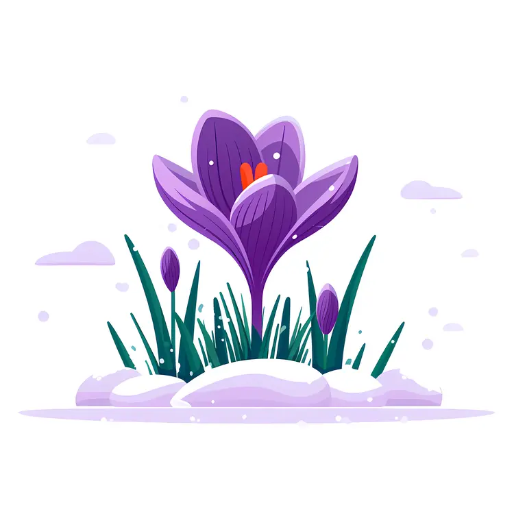 Purple Crocus in Snow
