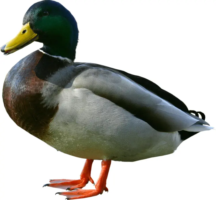 Mallard Duck