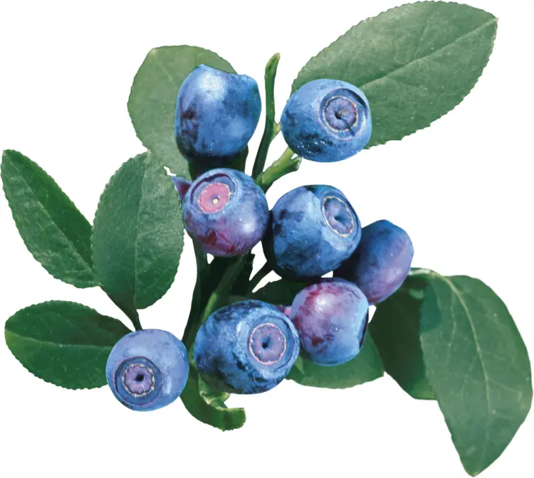 Blueberries on Branch with Leaves