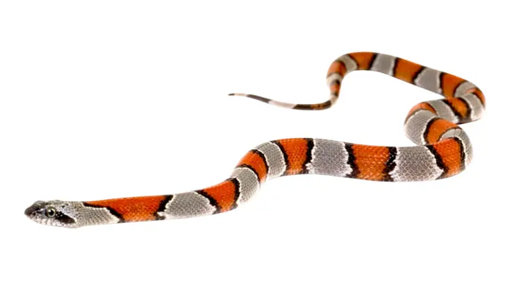 Colorful Snake on Transparent Background