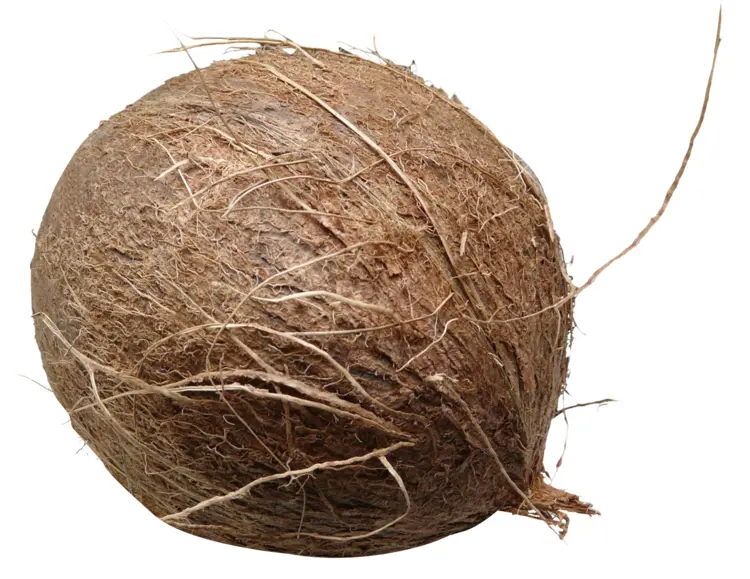 Brown Coconut