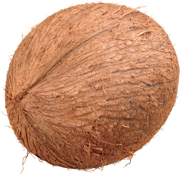 Brown Coconut with Husk