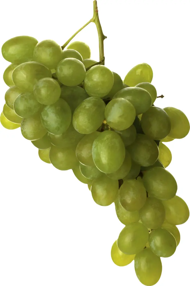 Fresh Bunch of Green Grapes