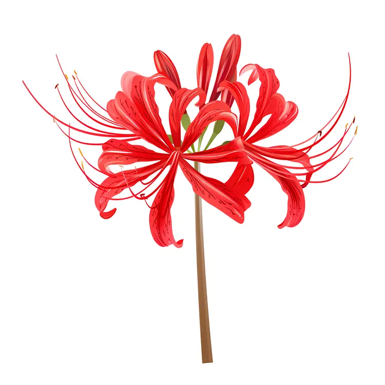 Red Spider Lily Flower