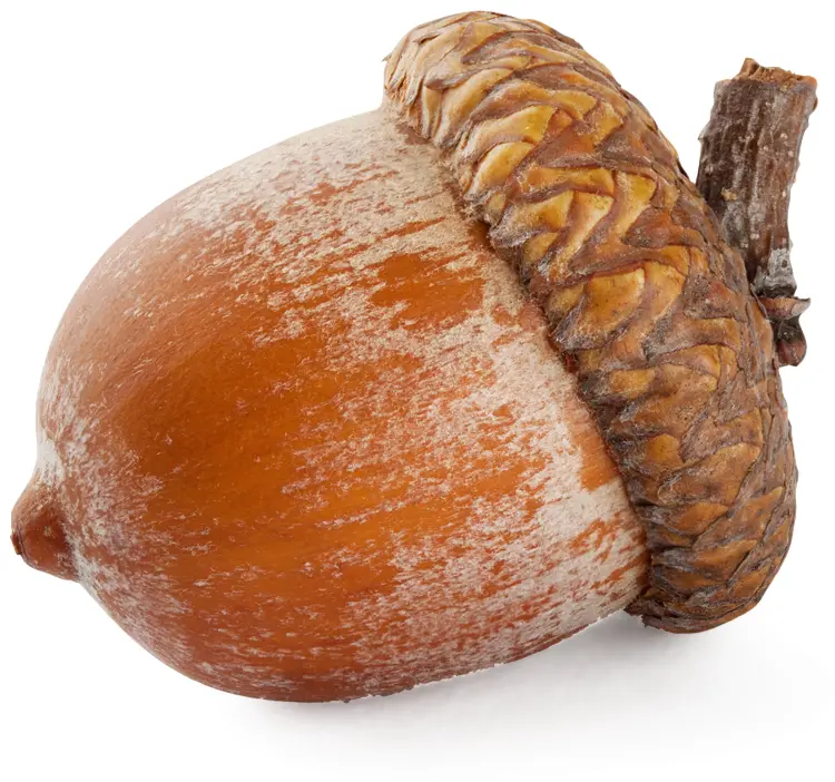 Brown Acorn