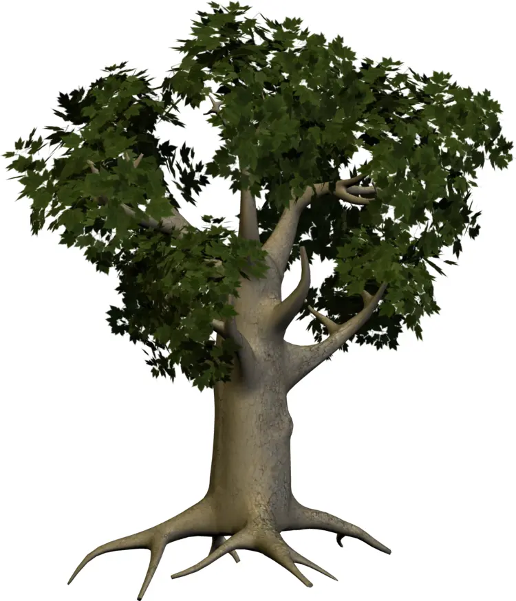Tree with Exposed Roots