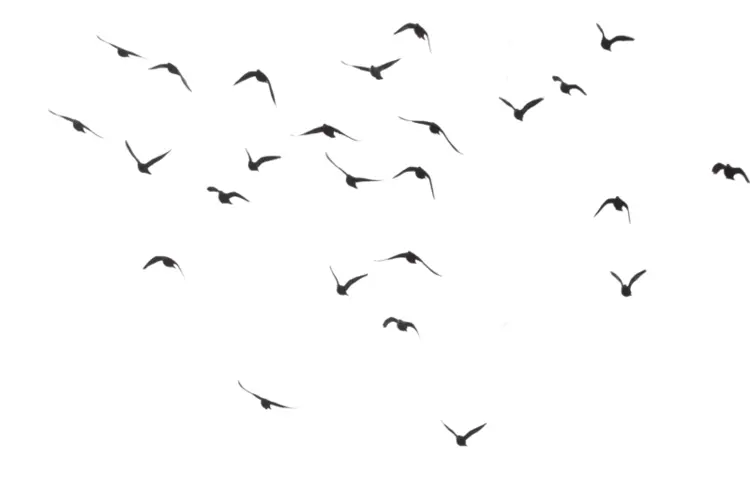 Flock of Birds in Flight