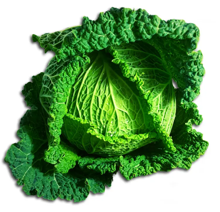 Fresh Green Cabbage for Healthy Cooking