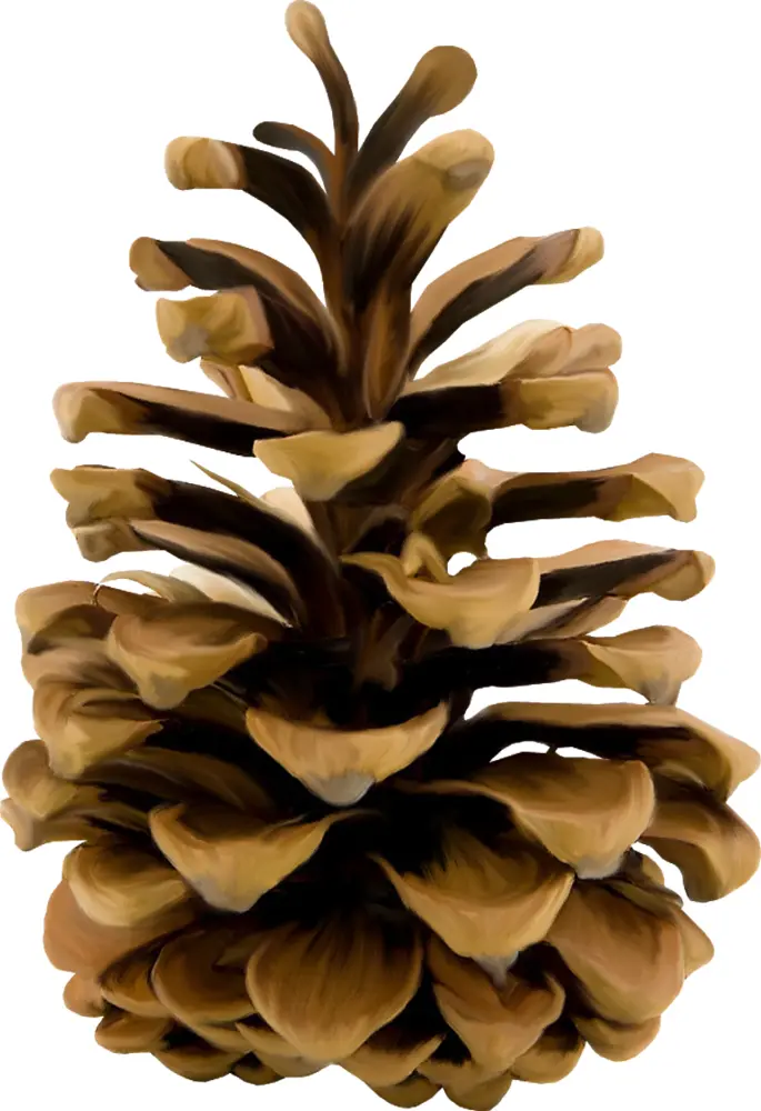 Brown Pine Cone