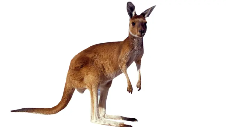 Kangaroo Standing Tall