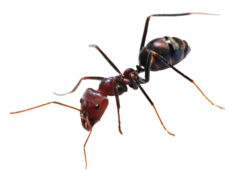 Red Ant on Transparent Background