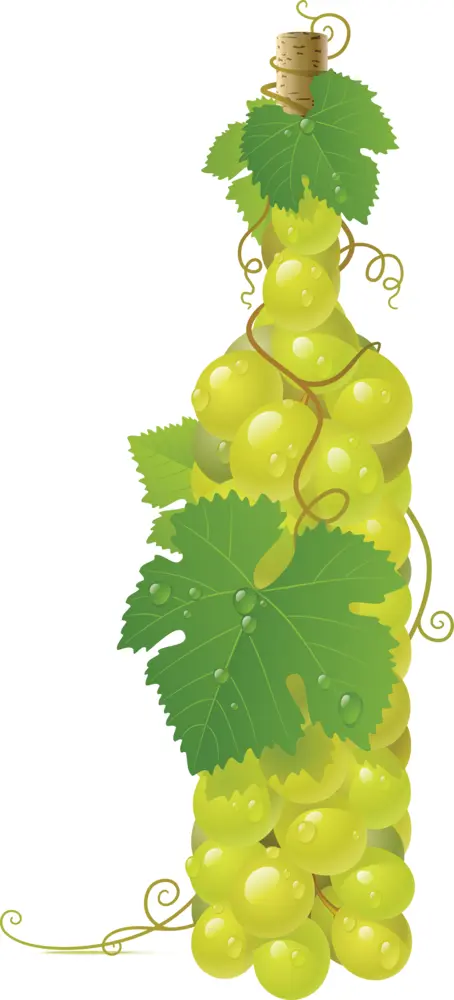 Bottle Shaped Grapes Cluster
