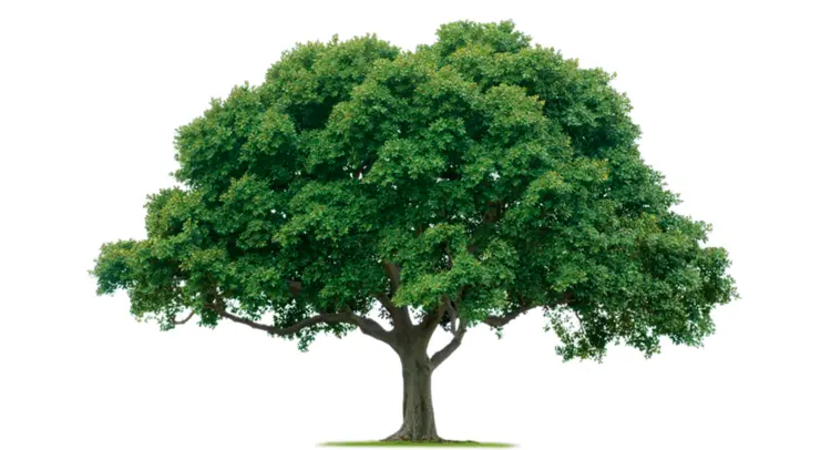 Majestic Large Tree with Green Leaves