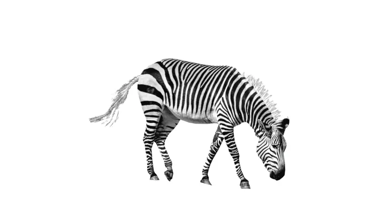 Zebra with Stripes in Wildlife