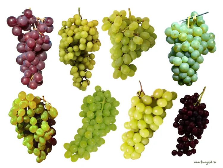 Different Varieties of Grapes
