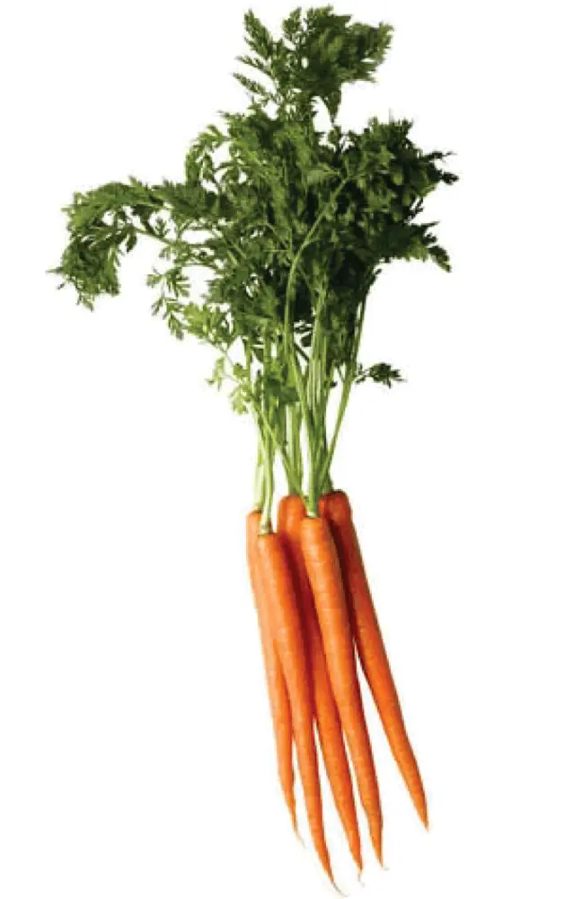 Bunch of Fresh Carrots with Green Tops
