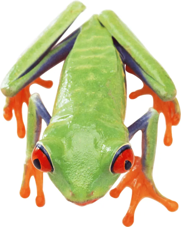 Green Frog in Tropical Environment