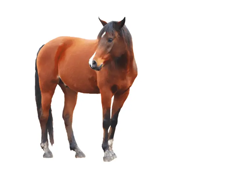 Brown Horse Standing