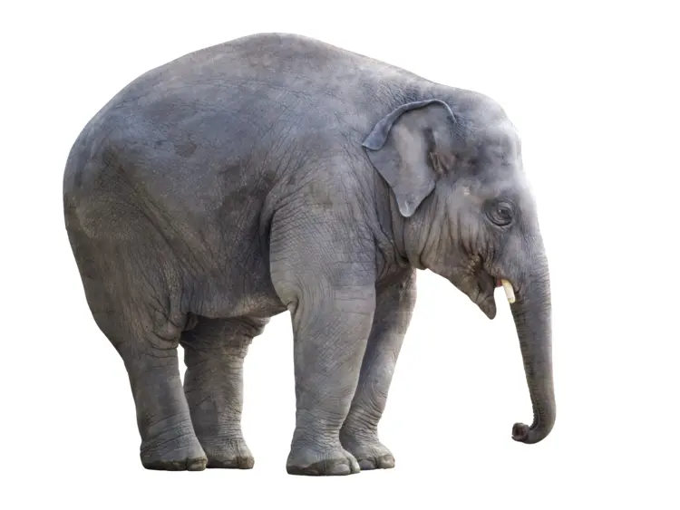 Gray Elephant Standing