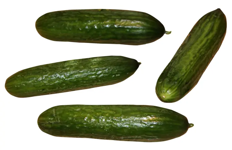 Fresh Green Cucumbers