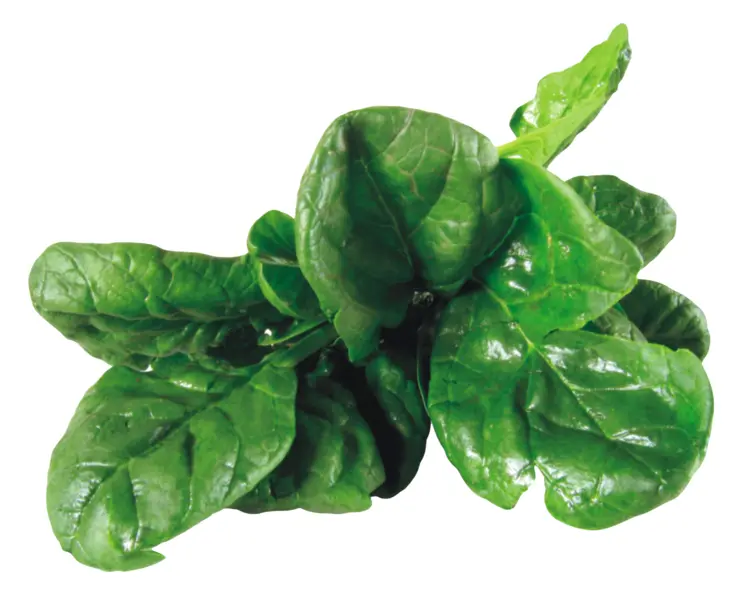Fresh Spinach Leaves