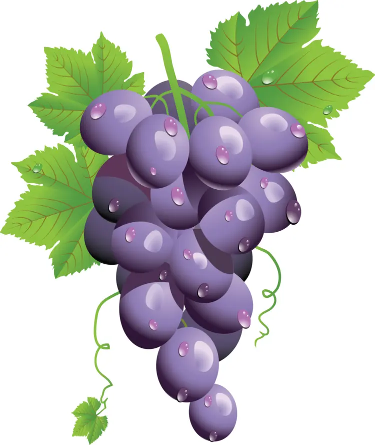 Juicy Purple Grapes with Green Leaves