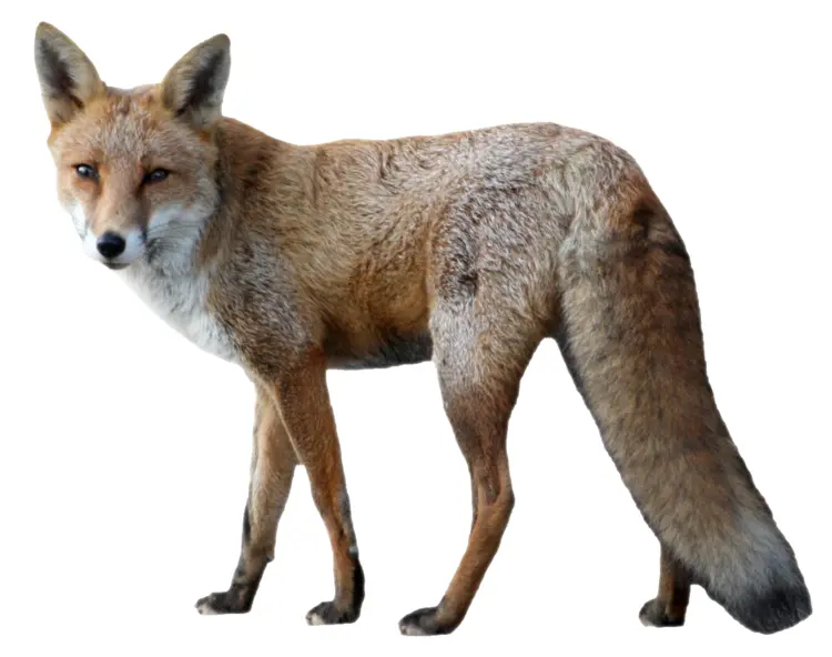 Wild Fox with Fur