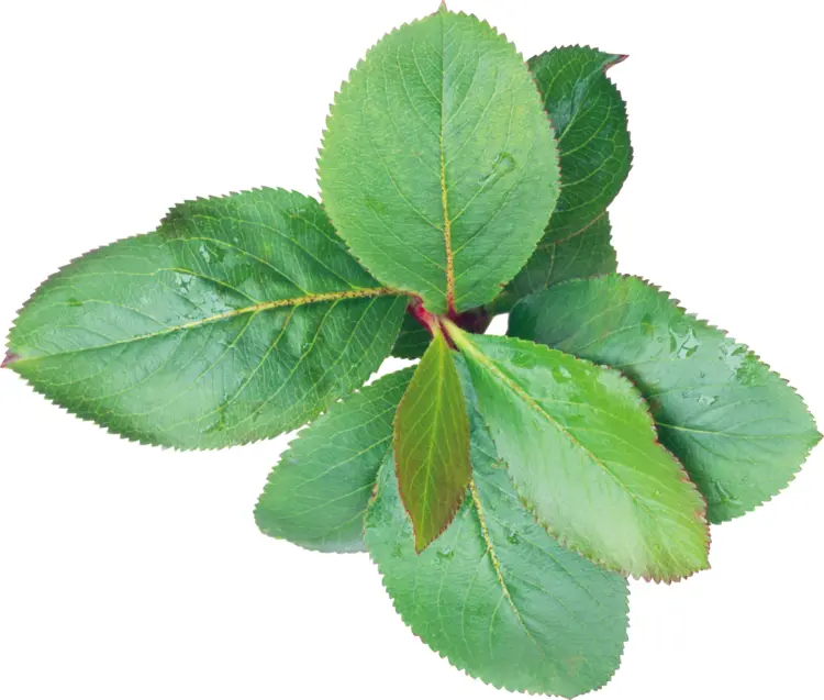 Fresh Green Leaves in Nature