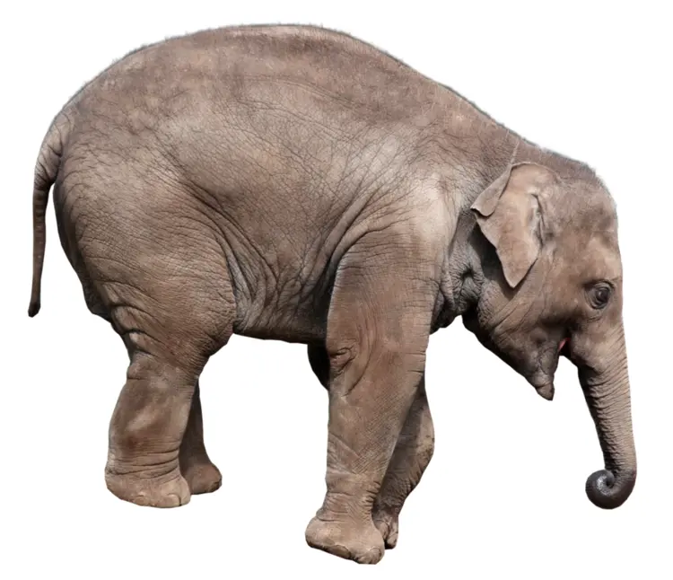 Adorable Baby Elephant in Natural Habitat