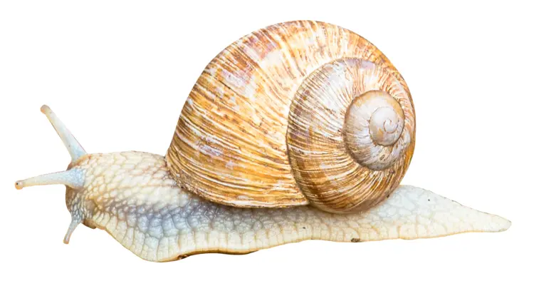 Snail Crawling with Shell