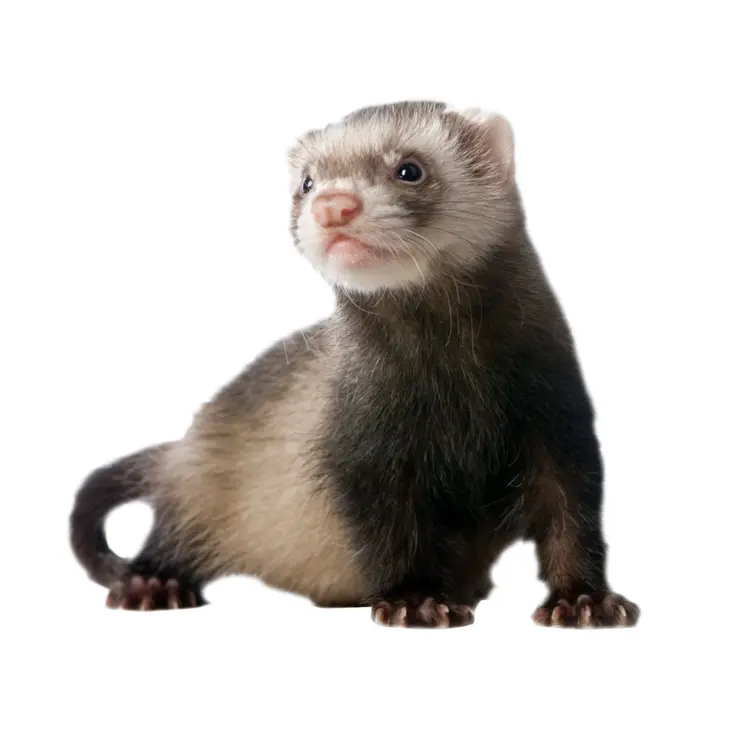 Small Furry Ferret